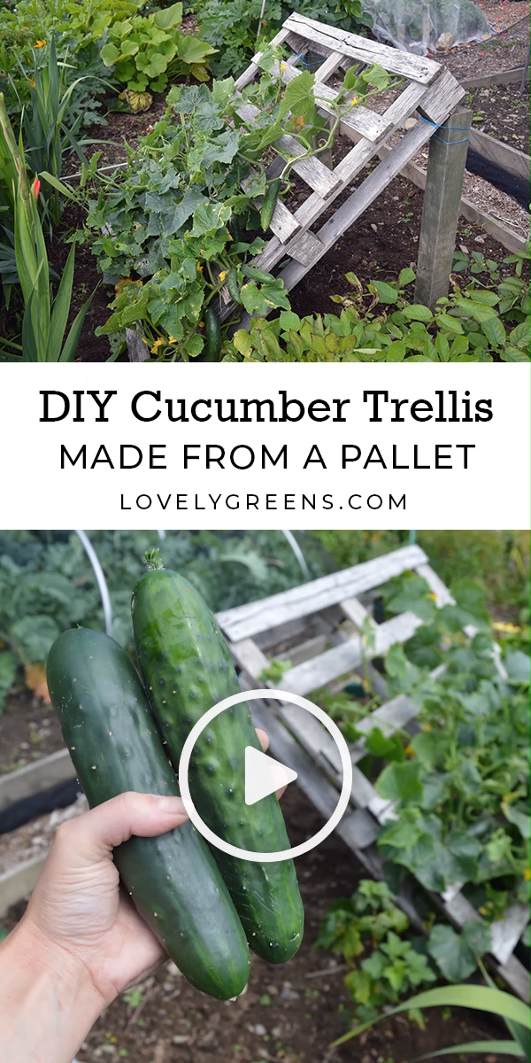 DIY Cucumber Trellis made from a Pallet -   18 planting Garden food ideas