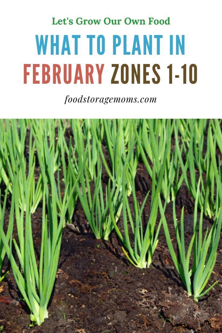 What To Plant In February - Food Storage Moms -   18 planting Garden food ideas