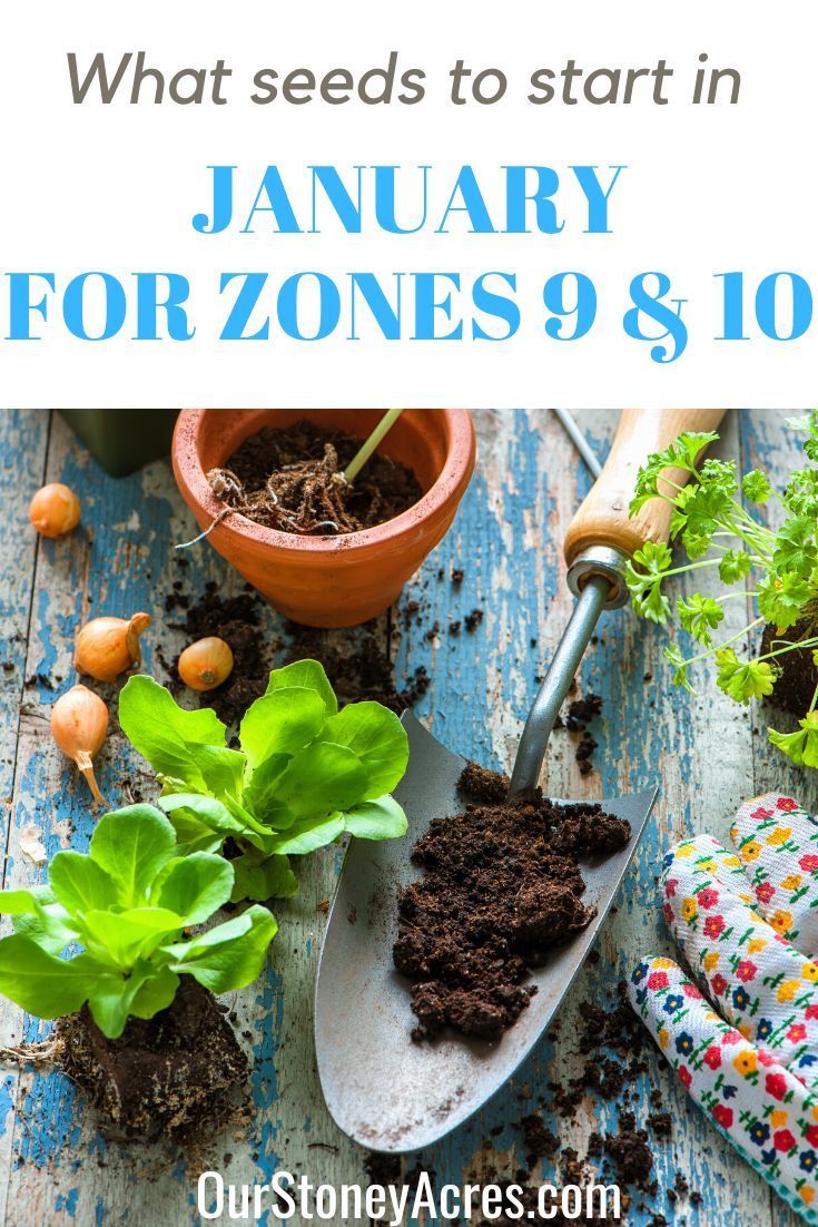 January Planting Zones 9 and 10 -   18 planting Garden food ideas