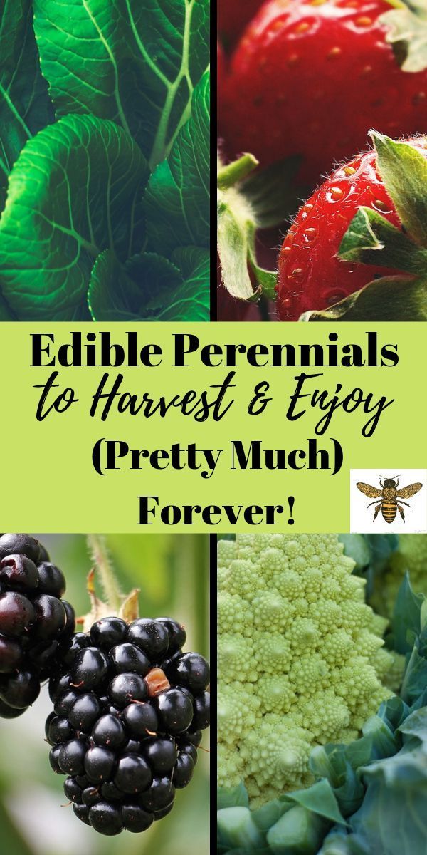 Edible Perennials to Harvest and Enjoy (Pretty Much) Forever -   18 planting Garden food ideas
