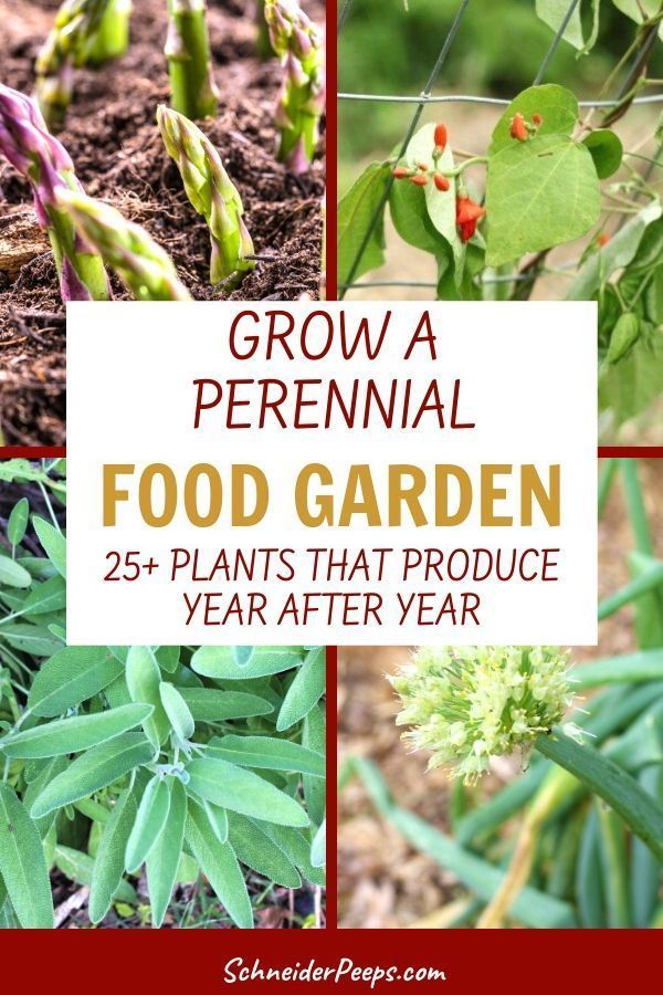 Edible Perennial Plants - Easy to grow food that produces year after year -   18 planting Garden food ideas