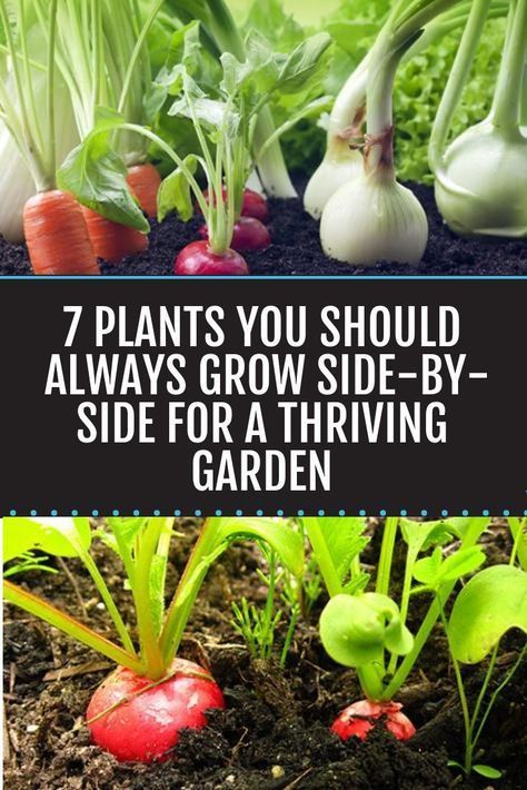 Grow These Plants Side-By-Side For A Thriving Garden -   18 planting Garden food ideas