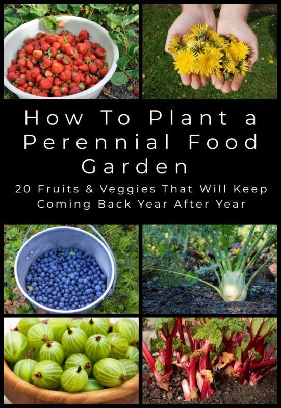 20 Perennial Fruits & Veggies To Plant Once & Harvest Year After Year -   18 planting Garden food ideas