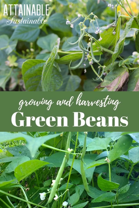 Growing and Harvesting Green Beans from the Garden -   18 planting Garden food ideas