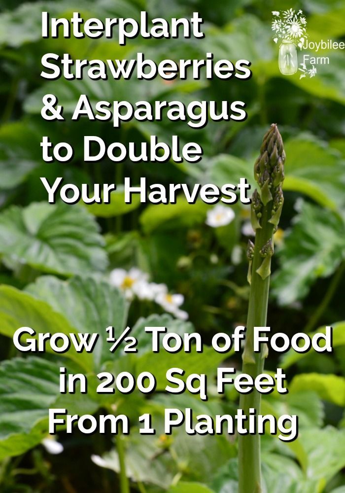 How to grow strawberries and asparagus the permaculture way -   18 planting Garden food ideas