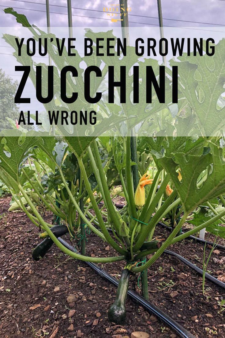 It's Zucchini Season! How You've Been Growing Them All Wrong. -   18 planting Garden food ideas