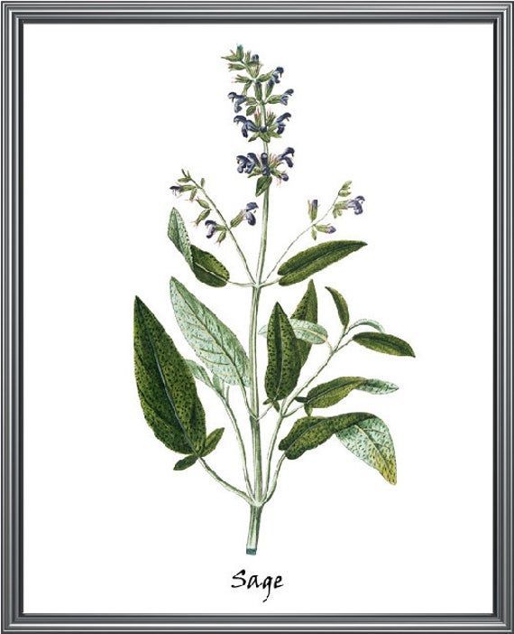 Sage Herb Printable, Culinary Herbal Plant Antique Illustration, Kitchen Botanical Art Print, Instant Digital Download -   18 snake plants Tattoo ideas