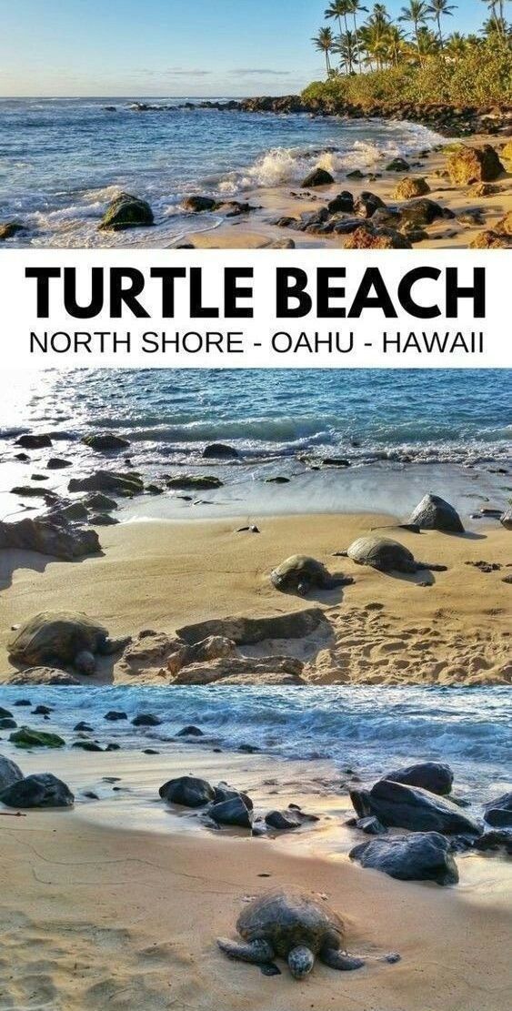 Where to see turtles in Oahu + Best time to see turtles :: waikiki. turtle beach - laniakea beach. o -   18 travel destinations Tropical oahu hawaii ideas