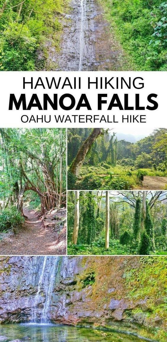 Best waterfalls in Oahu Hawaii: Manoa Falls Trail -   18 travel destinations Tropical oahu hawaii ideas