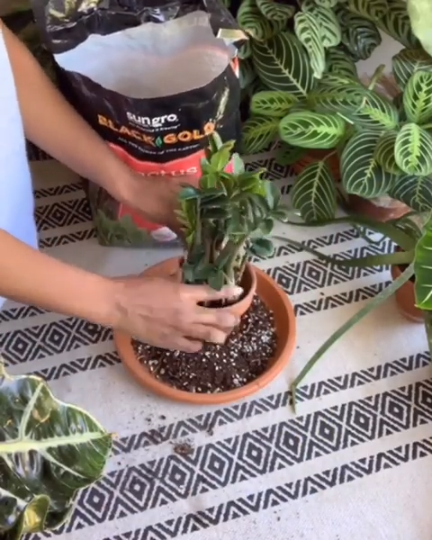 Repotting the ZZ Plant succulent -   23 plants Succulent videos ideas