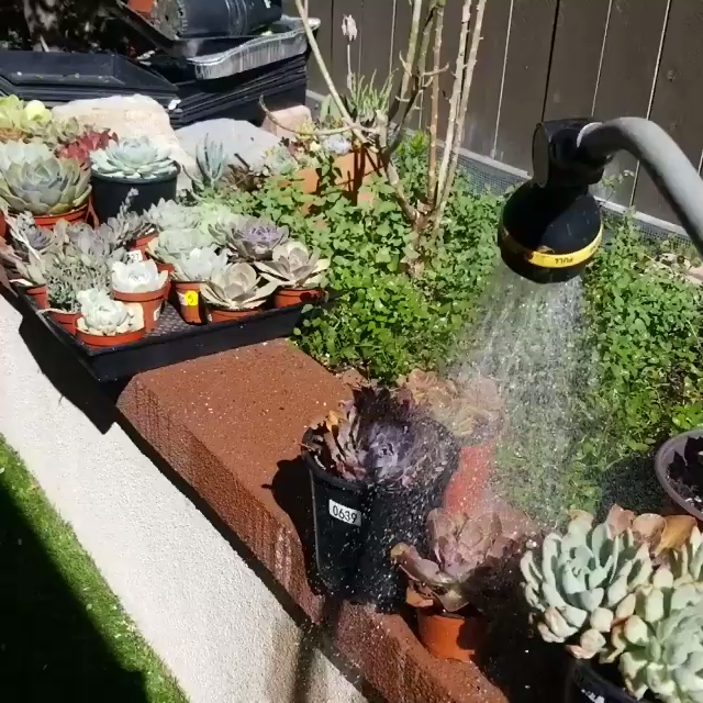 The complete watering guide for your succulents -   23 plants Succulent videos ideas