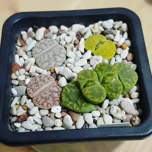 You Need To See Those Lithops! How Cute! рџ?Ќ -   23 plants Succulent videos ideas