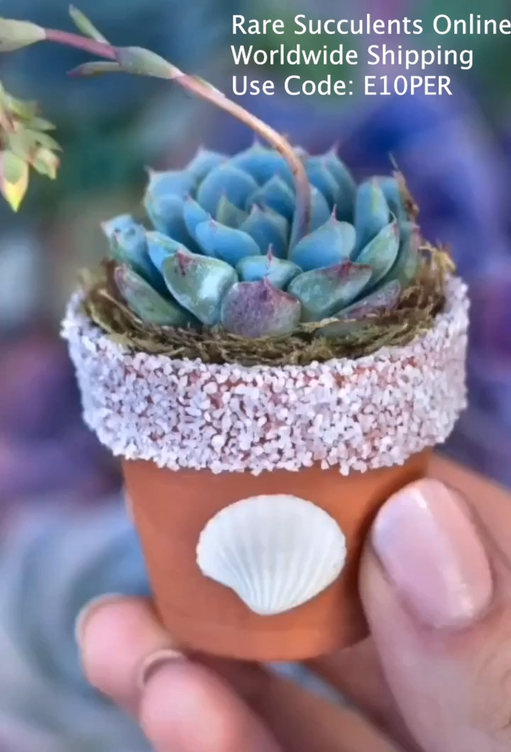 Beautiful Succulents Pots DIY -   23 plants Succulent videos ideas