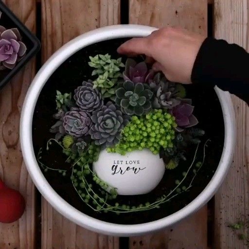 Learn how to plant succulents in a beautiful way :) -   23 plants Succulent videos ideas