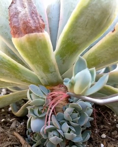 Saving succulent from mealybug infestation рџЊµрџ’љ -   23 plants Succulent videos ideas