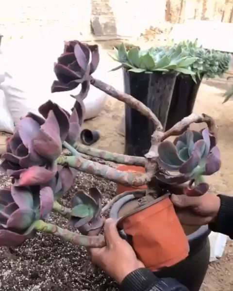 23 plants Succulent videos ideas