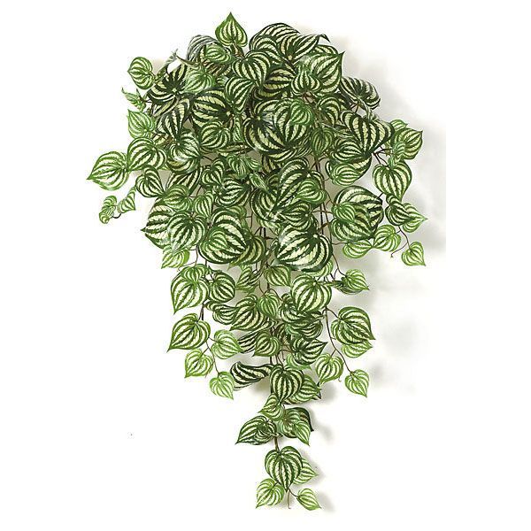33 inch Artificial Peperomia Vine Bush: Unpotted -   9 plants Tumblr vines ideas