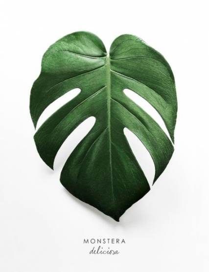 Best plants green leaves simple 27+ ideas -   9 plants Tumblr vines ideas
