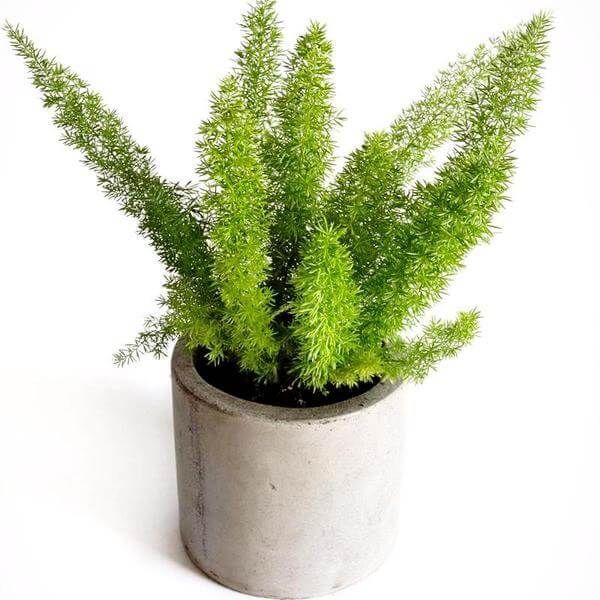 40 Best Indoor Plants that Don't Need Sunlight - Joyful Derivatives -   12 plants That Dont Need Sunlight bathroom ideas