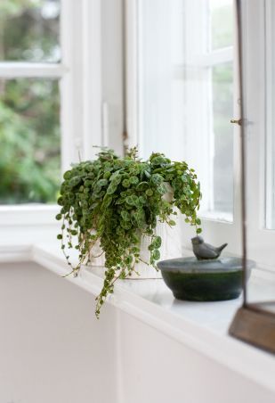4 Plants That Don't Need Sunlight -   12 plants That Dont Need Sunlight bathroom ideas
