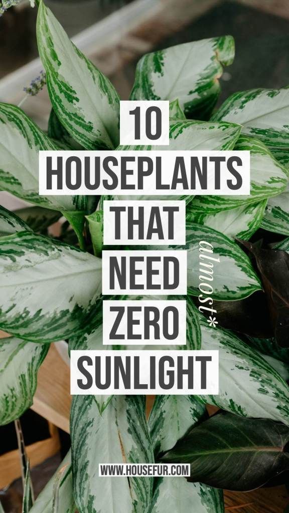 10 Houseplants That Need (Almost) Zero Sunlight | House Fur -   12 plants That Dont Need Sunlight bathroom ideas