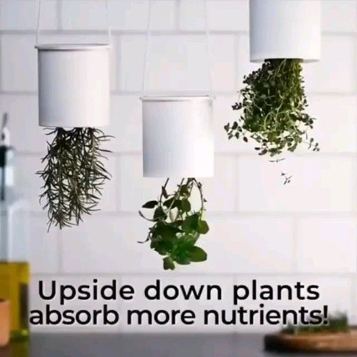 DIY Hacks for indoor plants. -   12 plants That Dont Need Sunlight bathroom ideas