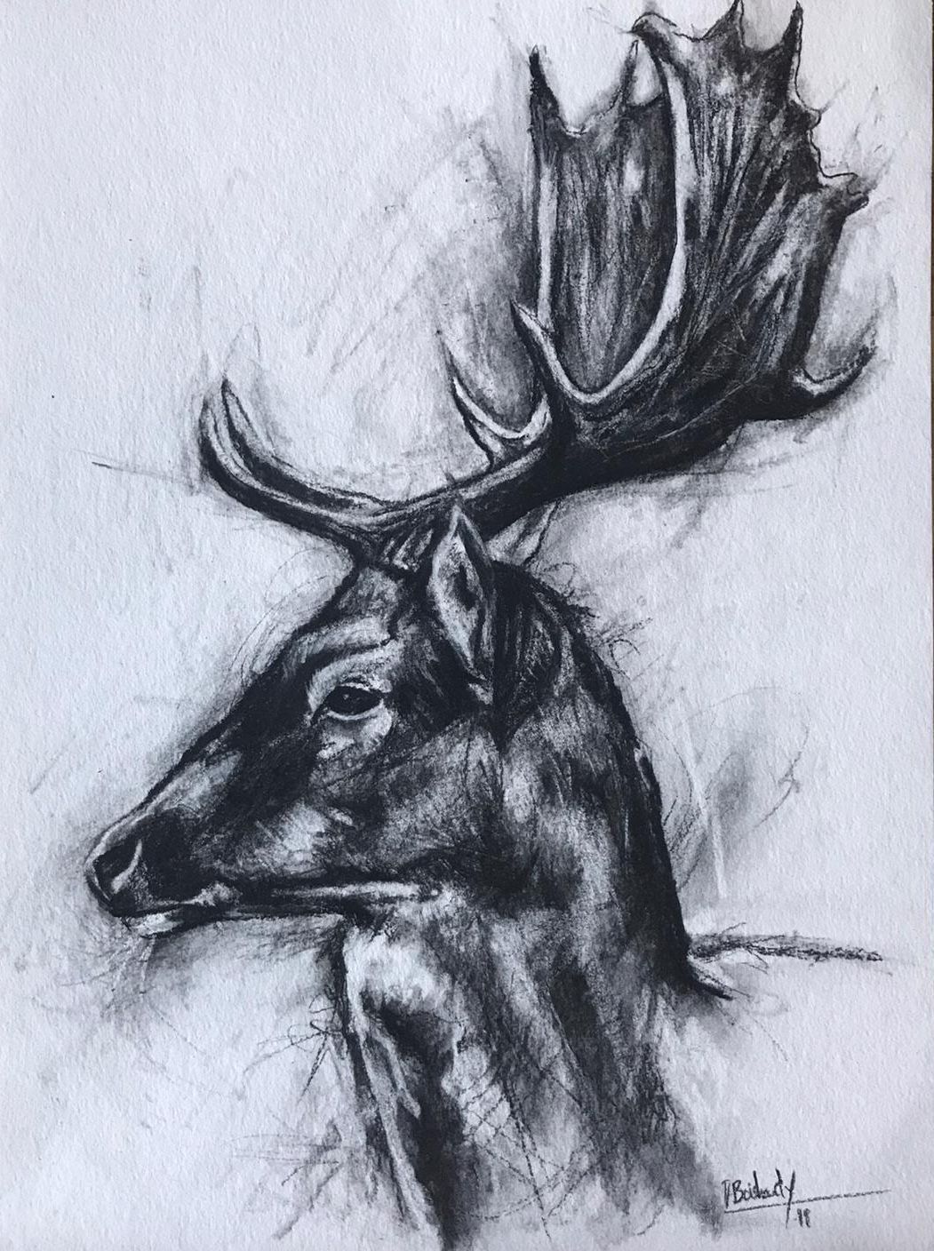 Fallow deer stag / Daim - charcoal / fusain -   13 planting Drawing charcoal ideas