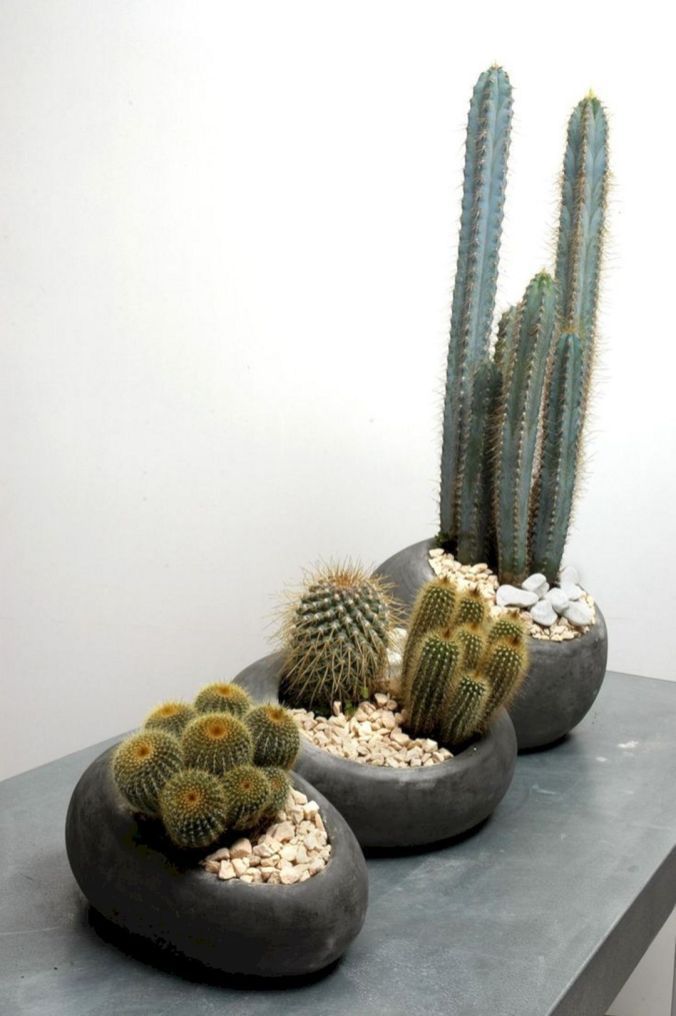 14 plants Cactus awesome ideas