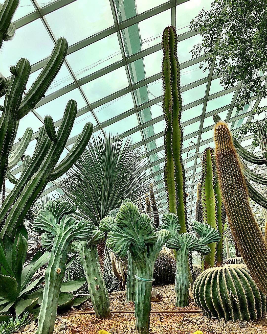 Amazon.com: garden -   14 plants Cactus awesome ideas