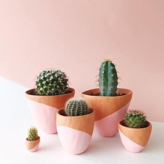 Your place to buy and sell all things handmade -   14 plants Cactus awesome ideas