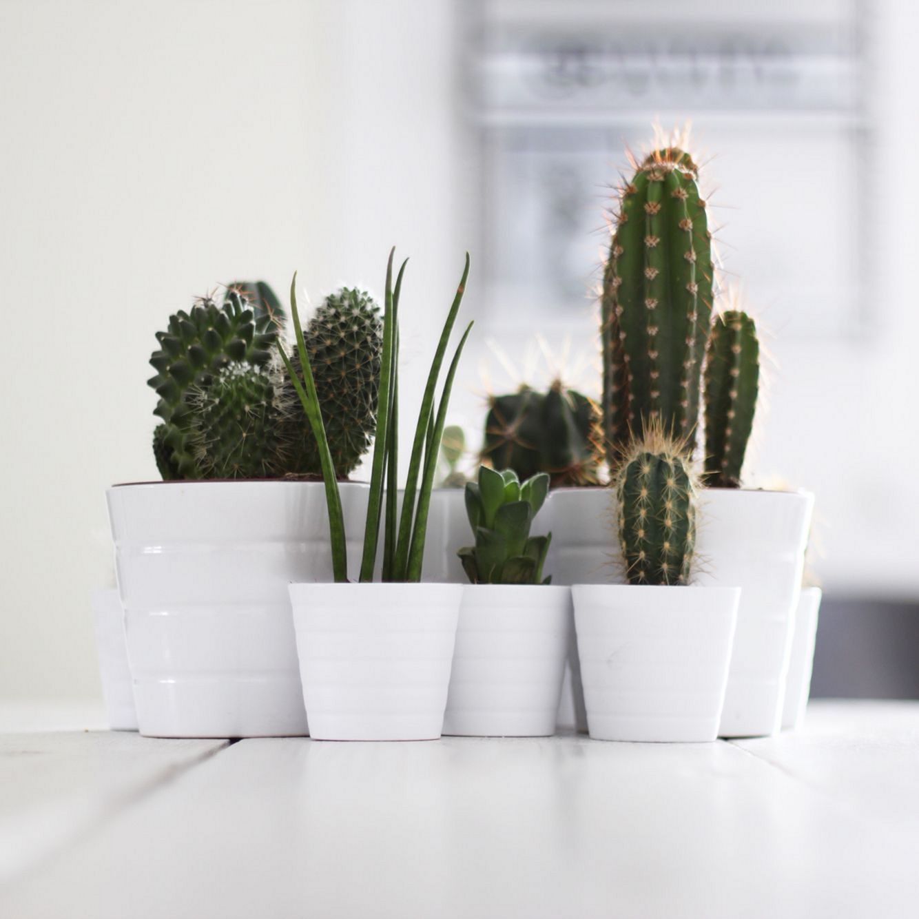 15 Incredible Indoor Cactus Plants Garden Design Ideas -   14 plants Cactus awesome ideas