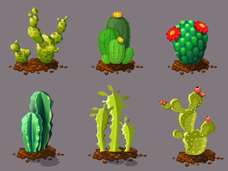 Cute Different Types Of Cactus Plants. Realistic Decorative Icon -   14 plants Cactus awesome ideas