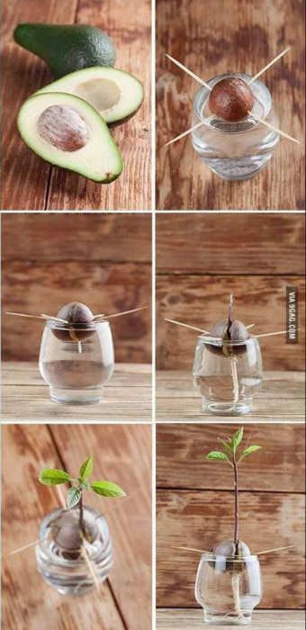 How to Grow an Avocado Plant from the seed — The Houseplant & Urban Jungle Blog -   14 plants Pictures how to grow ideas