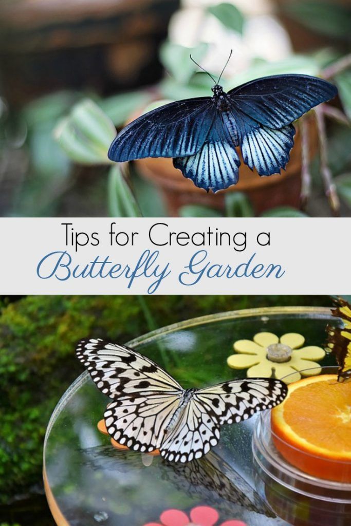 Tips for Planting a Butterfly Garden to Save the Pollinators -   16 planting Garden thoughts ideas