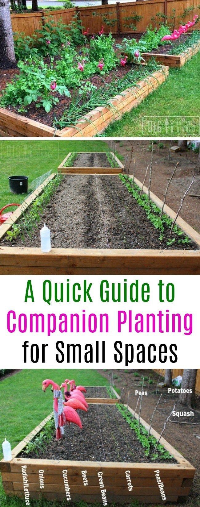 A Quick Guide to Companion Planting - One Hundred Dollars a Month -   16 planting Garden thoughts ideas