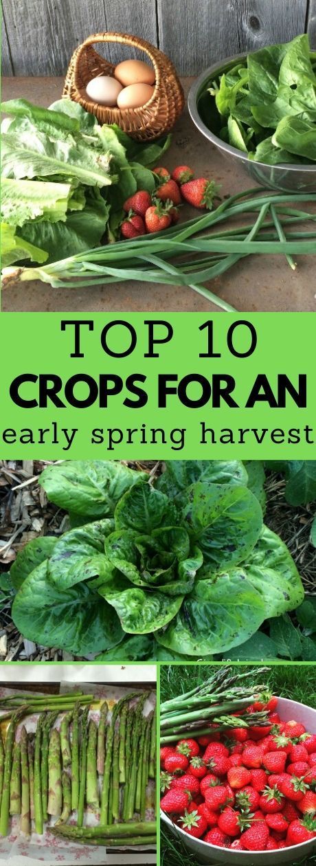 Top 10 Plants for Early Spring Harvest -   16 planting Garden thoughts ideas