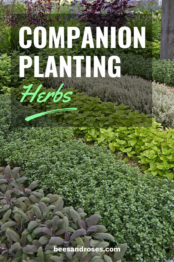 Companion Planting Herbs: What Herbs Grow Well Together -   16 planting Garden thoughts ideas