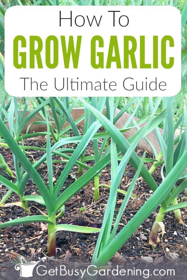 How To Grow Garlic In Your Garden -   16 planting Garden thoughts ideas