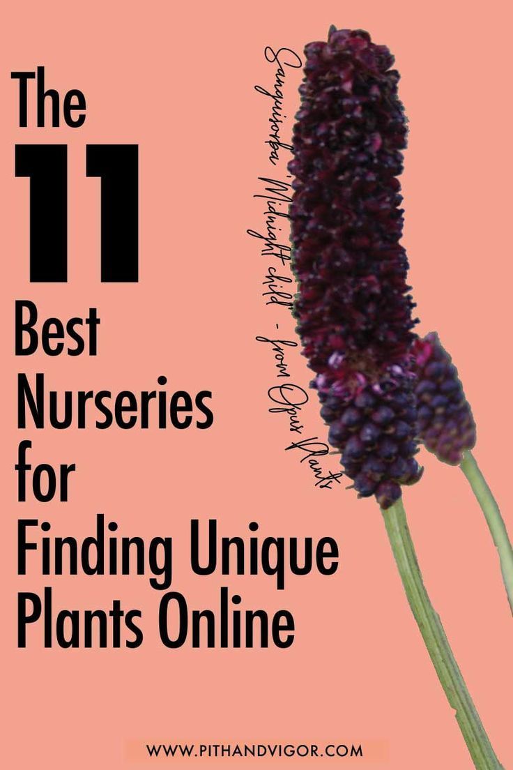 The 11 Best Nurseries for Finding Unique Plants Online | PITH + VIGOR -   16 planting Garden thoughts ideas
