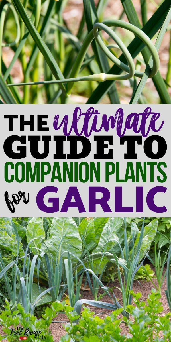 The Best Companion Plants for Garlic -   16 planting Garden thoughts ideas