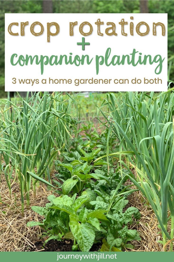 Crop Rotation for Home Vegetable Gardeners - The Beginner's Garden -   16 planting Garden thoughts ideas
