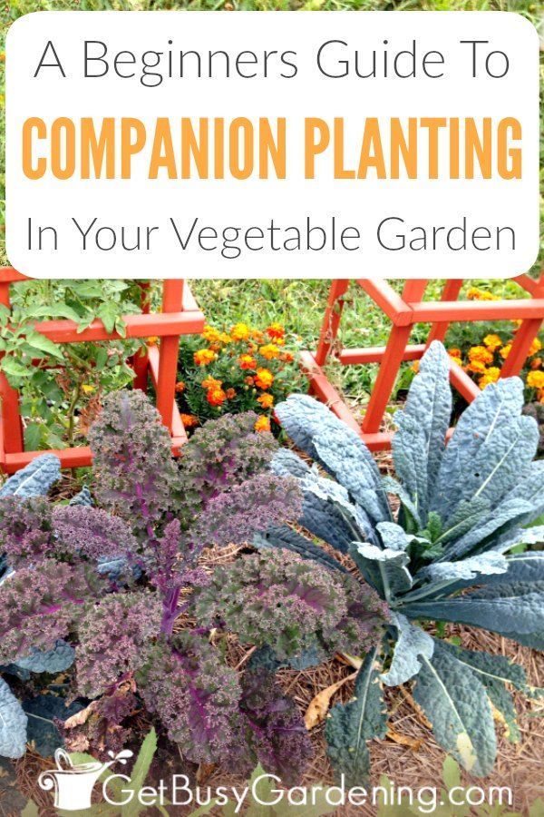 A Beginner's Guide To Companion Planting -   16 planting Garden thoughts ideas