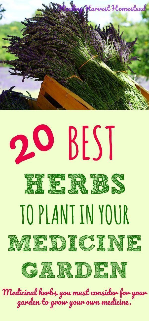 20 Medicinal Herbs to Grow in Your Healing Garden (Make Your Own Herbal Remedies with Plants You Grow!) — Home Healing Harvest Homestead -   16 planting Garden thoughts ideas