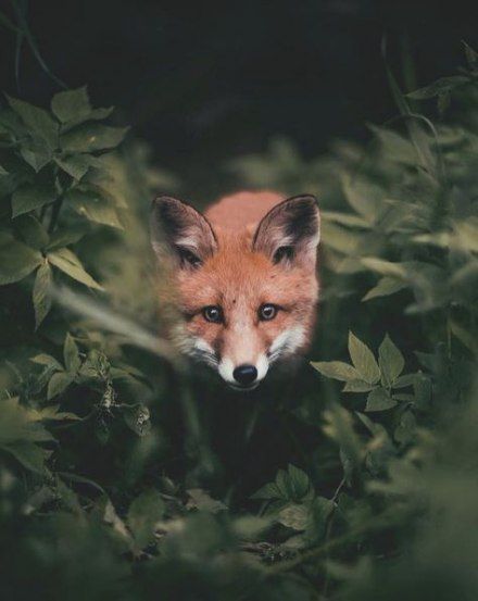 31 Ideas For Photography Animal Wildlife Woodland Creatures -   16 plants Photography animals ideas