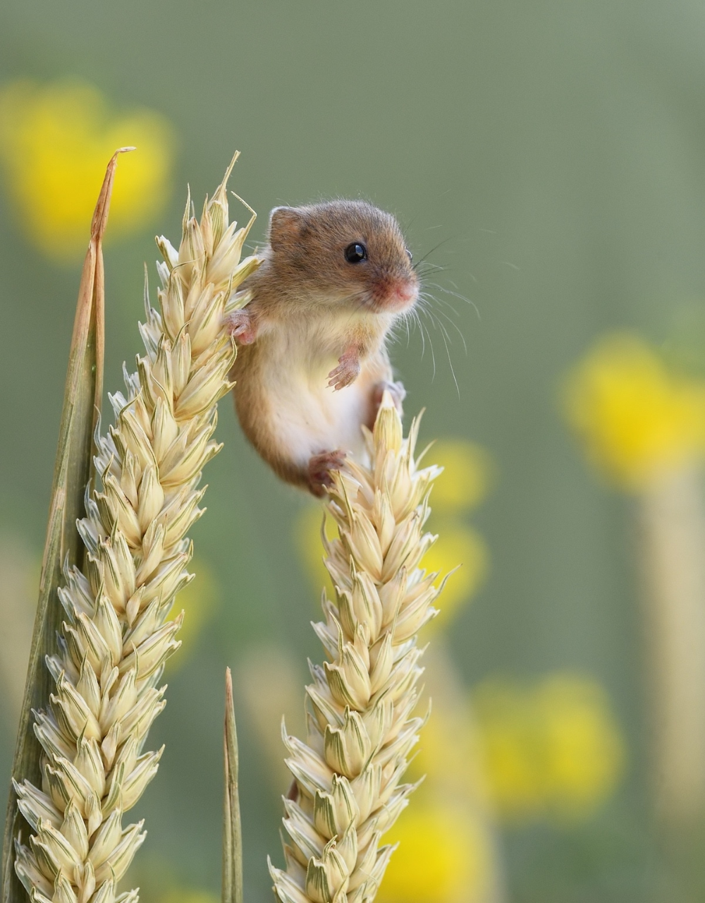 Adorable Photos of Tiny Harvest Mice Joyfully Playing in Nature -   16 plants Photography animals ideas