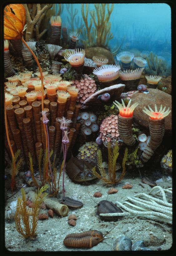 Ocean Photography Coral Reefs Nature Photography -   16 plants Photography animals ideas