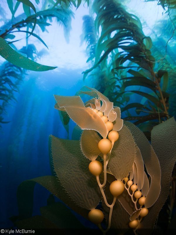 Underwater Photography in Kelp Forests -   16 plants Photography animals ideas