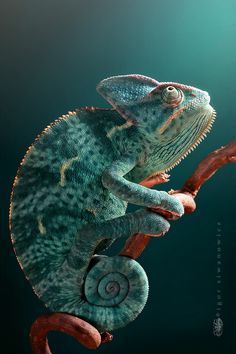 Amazing bugs, reptiles and amphibians photographed by Igor Siwanowicz -   16 plants Photography animals ideas