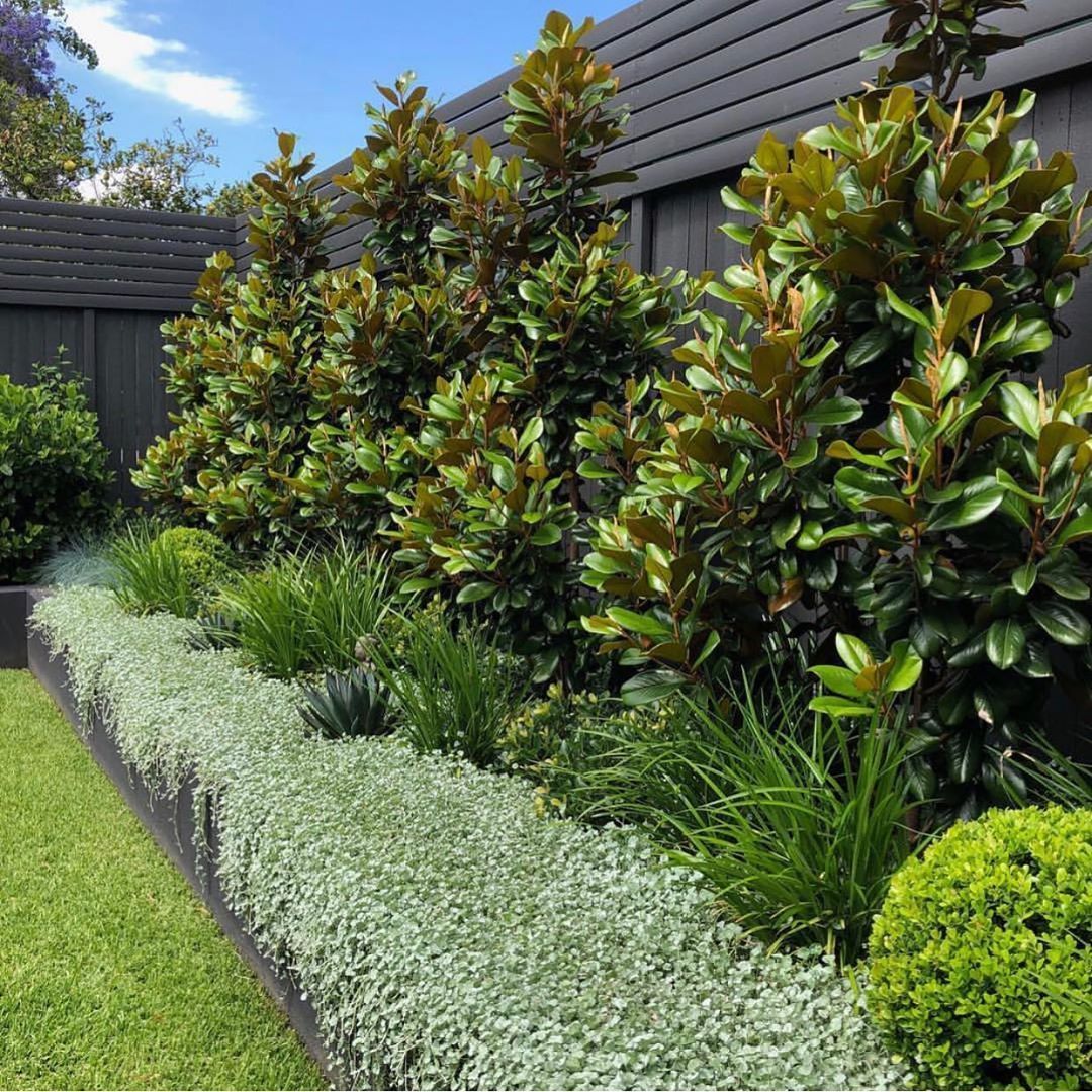 Exotic Nurseries on Instagram: “Beautiful layers  Magnolia Teddy Bear, Lomandra Lime Tuff, Dichondra Silver Falls with Agave Blue Glow popping!  Designed by…” -   12 garden design Contemporary landscaping ideas