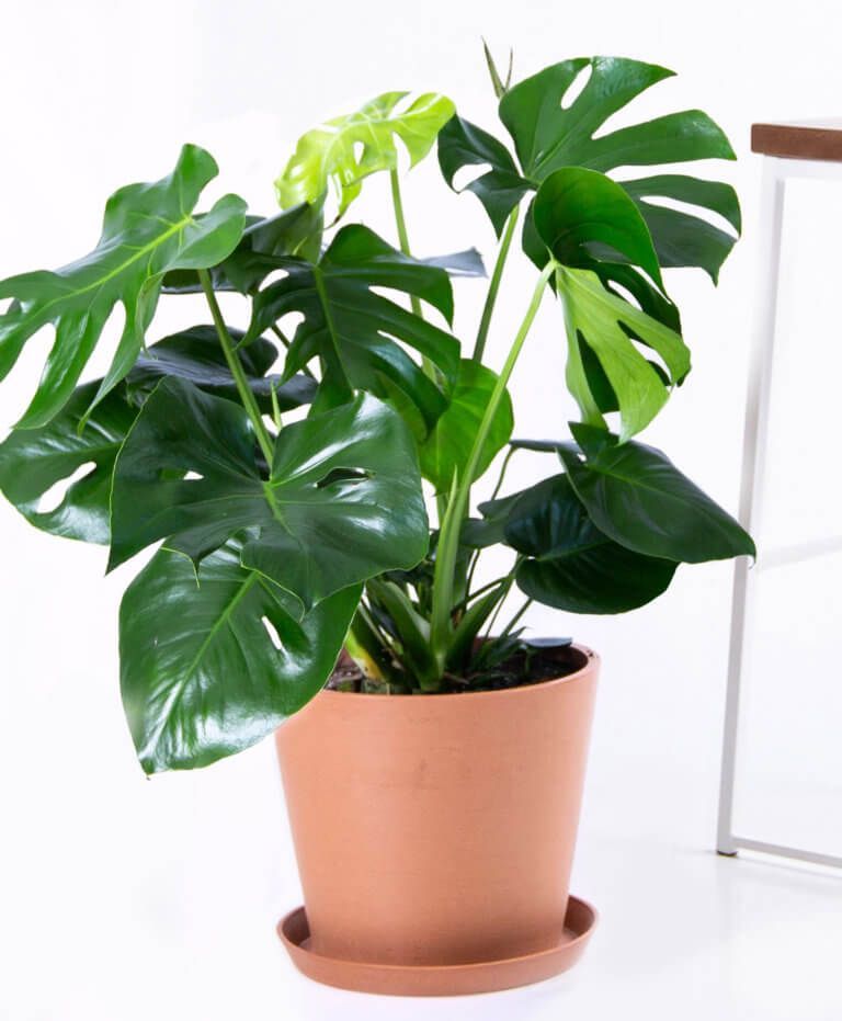Buy Large, Potted Monstera Indoor Plant | Bloomscape -   14 monstera plants Quotes ideas